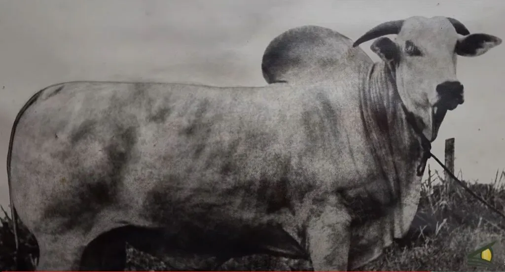 Touro Redi 22 - Campeão Nacional 1967